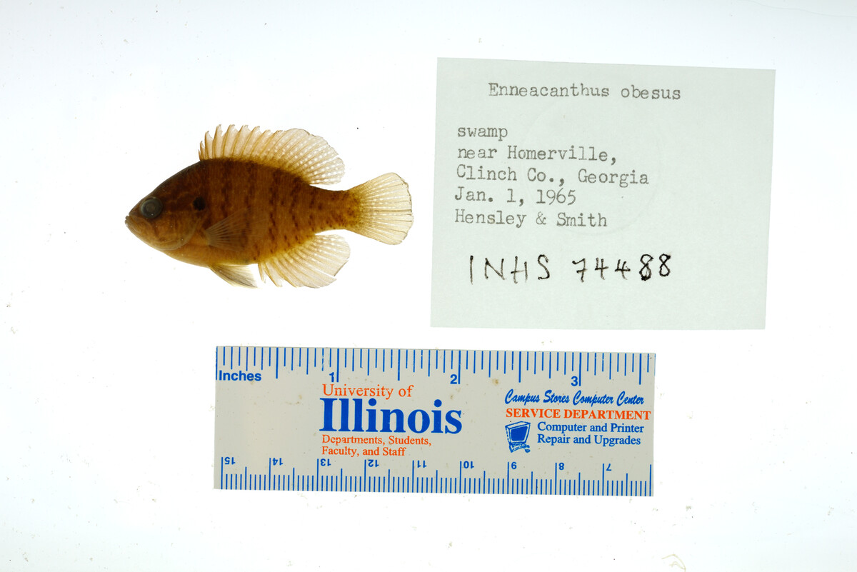 Enneacanthus obesus image