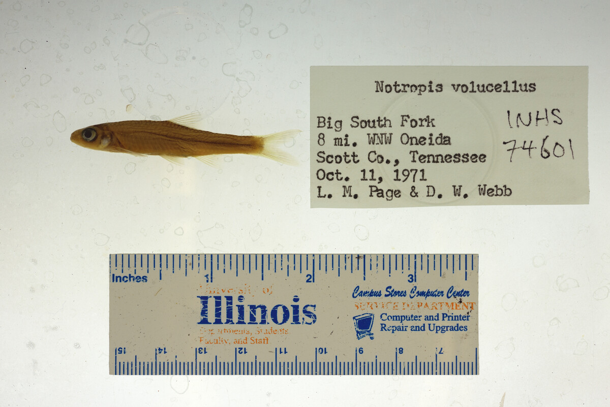 Notropis volucellus image