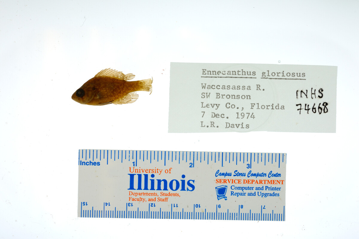 Enneacanthus gloriosus image