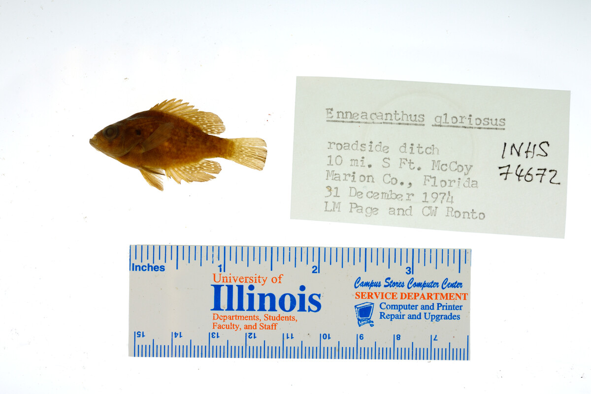 Enneacanthus gloriosus image