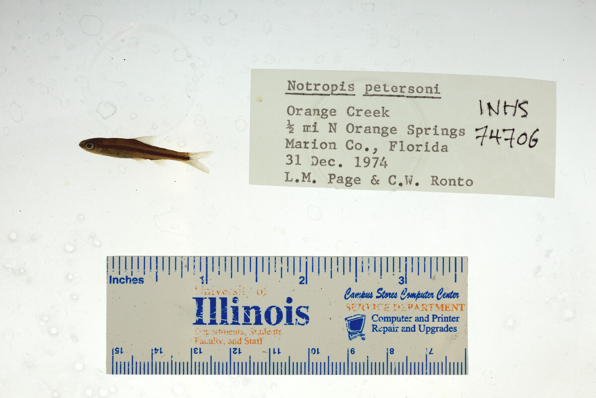 Notropis petersoni image