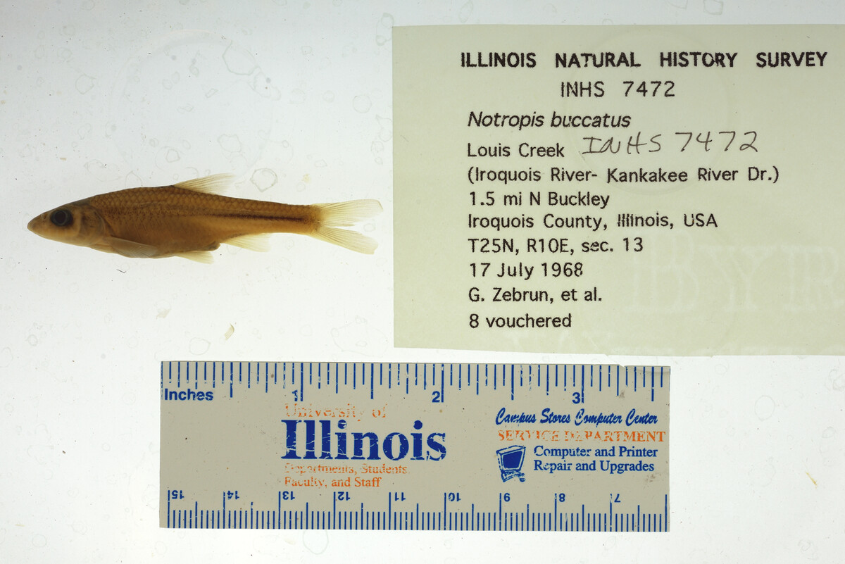 Notropis buccatus image