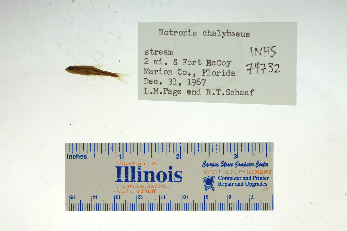 Notropis chalybaeus image