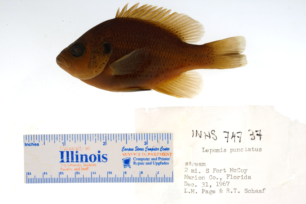 Lepomis punctatus image