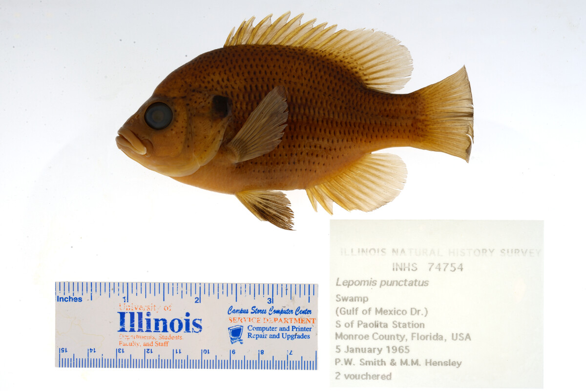 Lepomis punctatus image