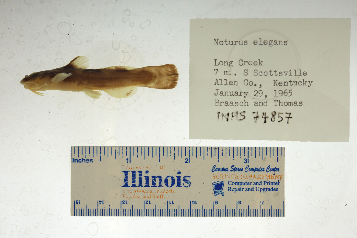 Noturus elegans image