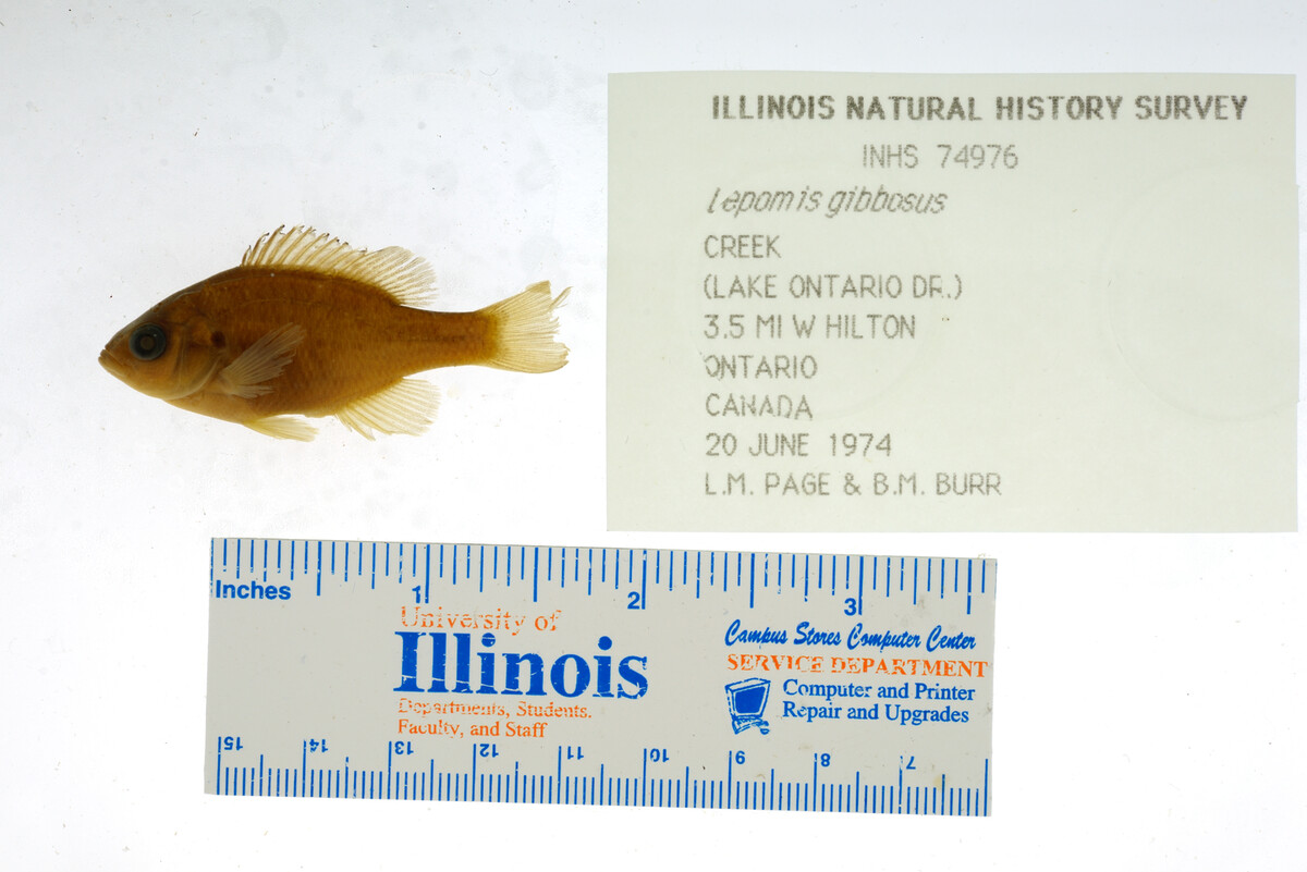 Lepomis gibbosus image