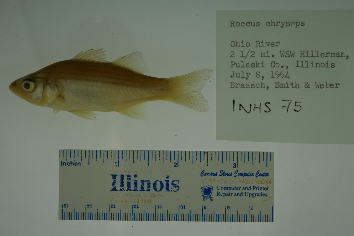 Morone chrysops image