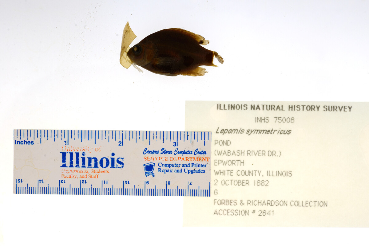 Lepomis symmetricus image