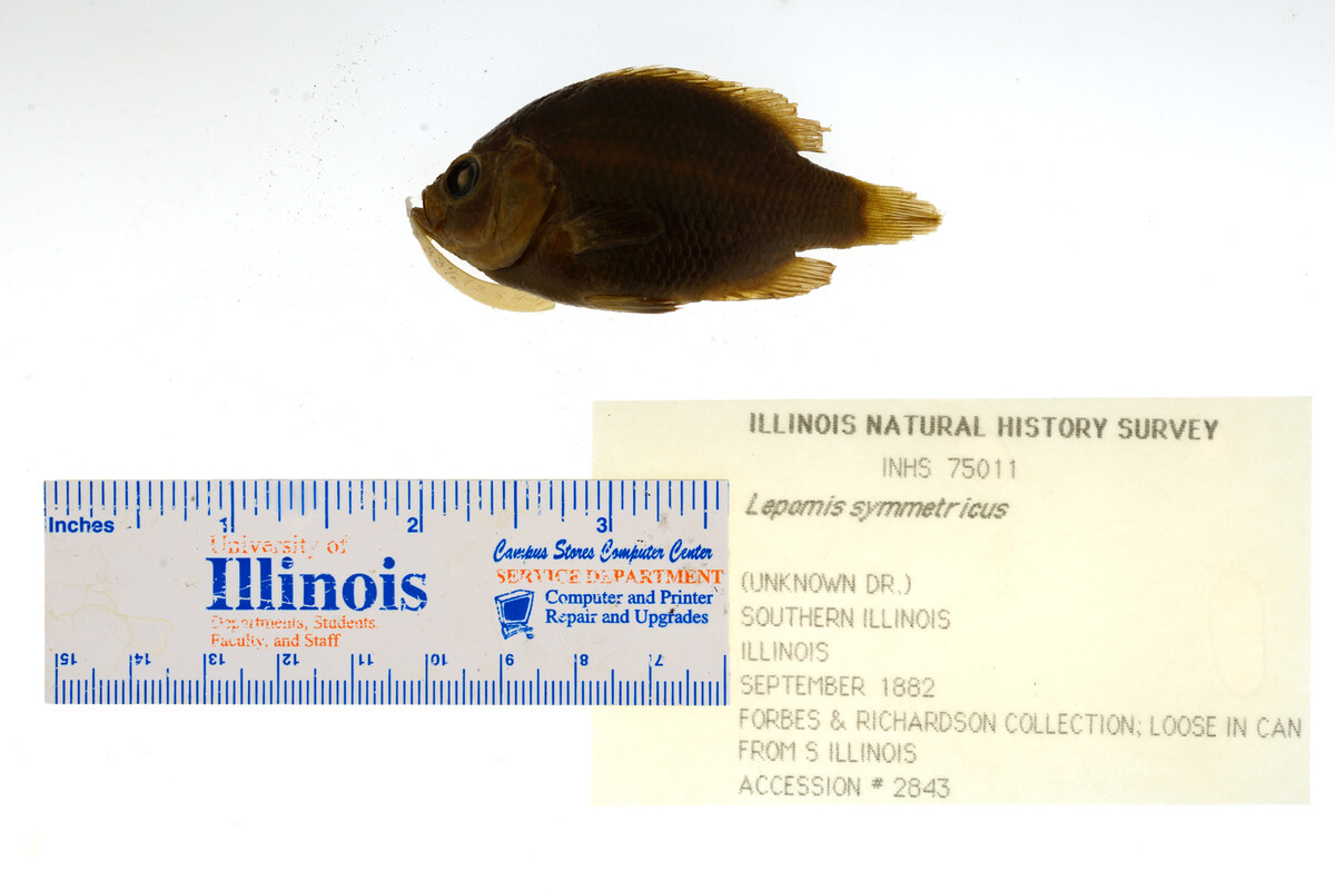 Lepomis symmetricus image