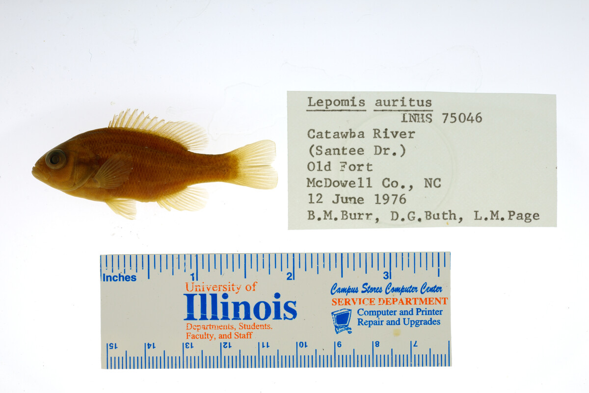 Lepomis auritus image