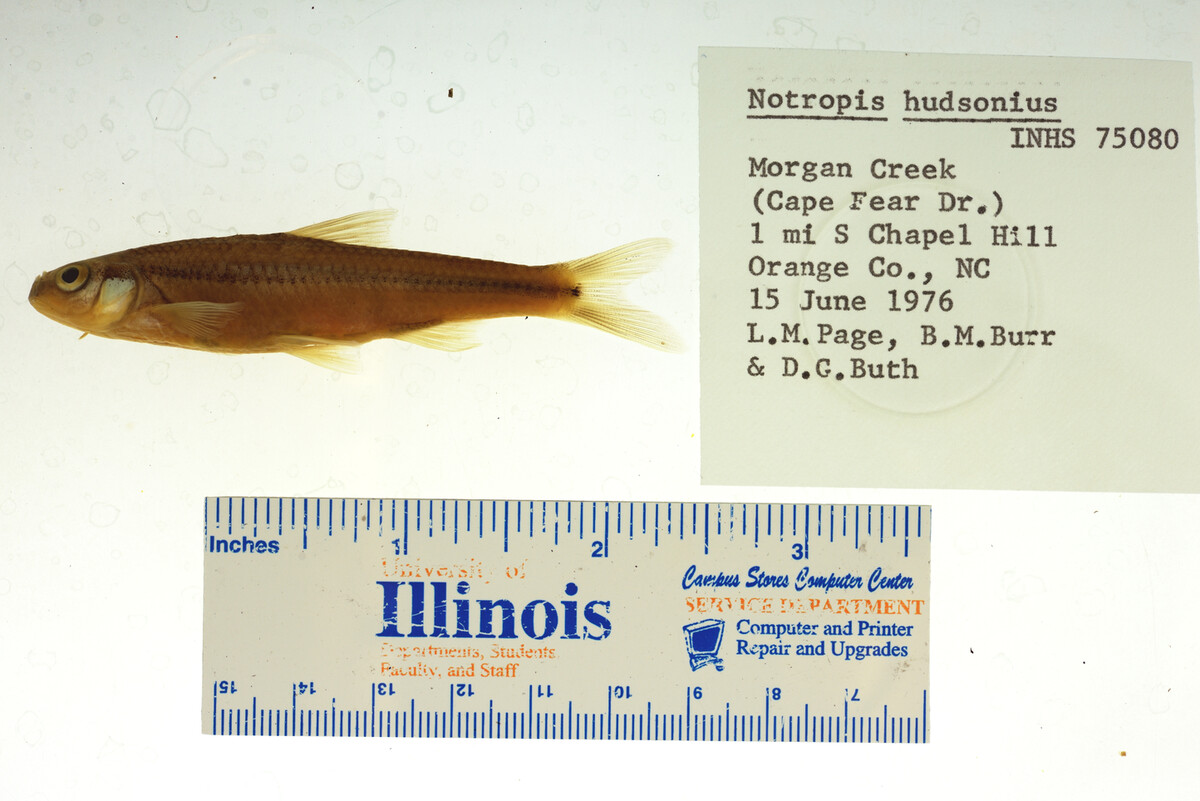 Notropis hudsonius image
