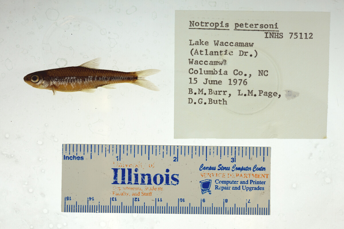 Notropis petersoni image