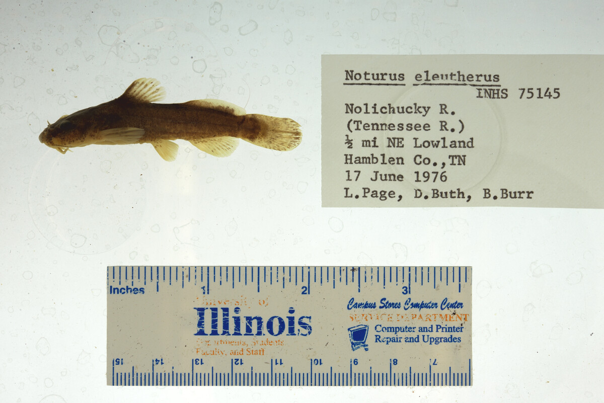 Noturus eleutherus image