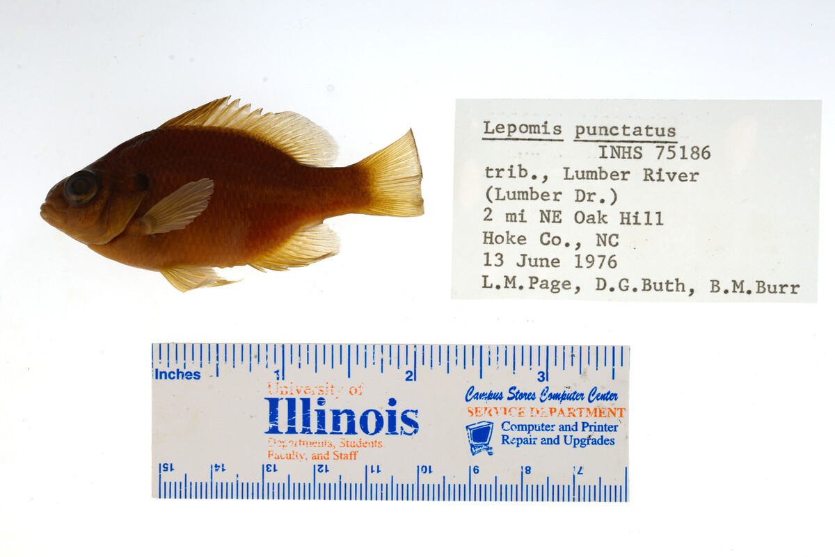 Lepomis punctatus image