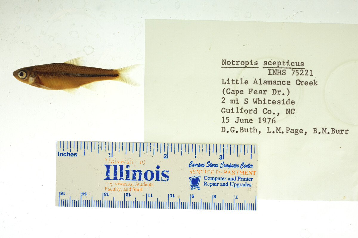 Notropis scepticus image