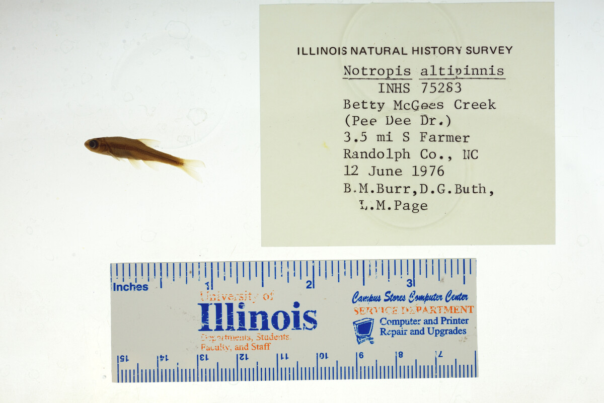 Notropis altipinnis image