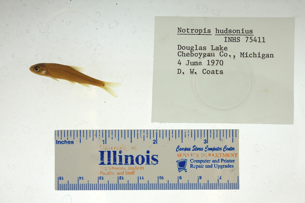 Notropis hudsonius image