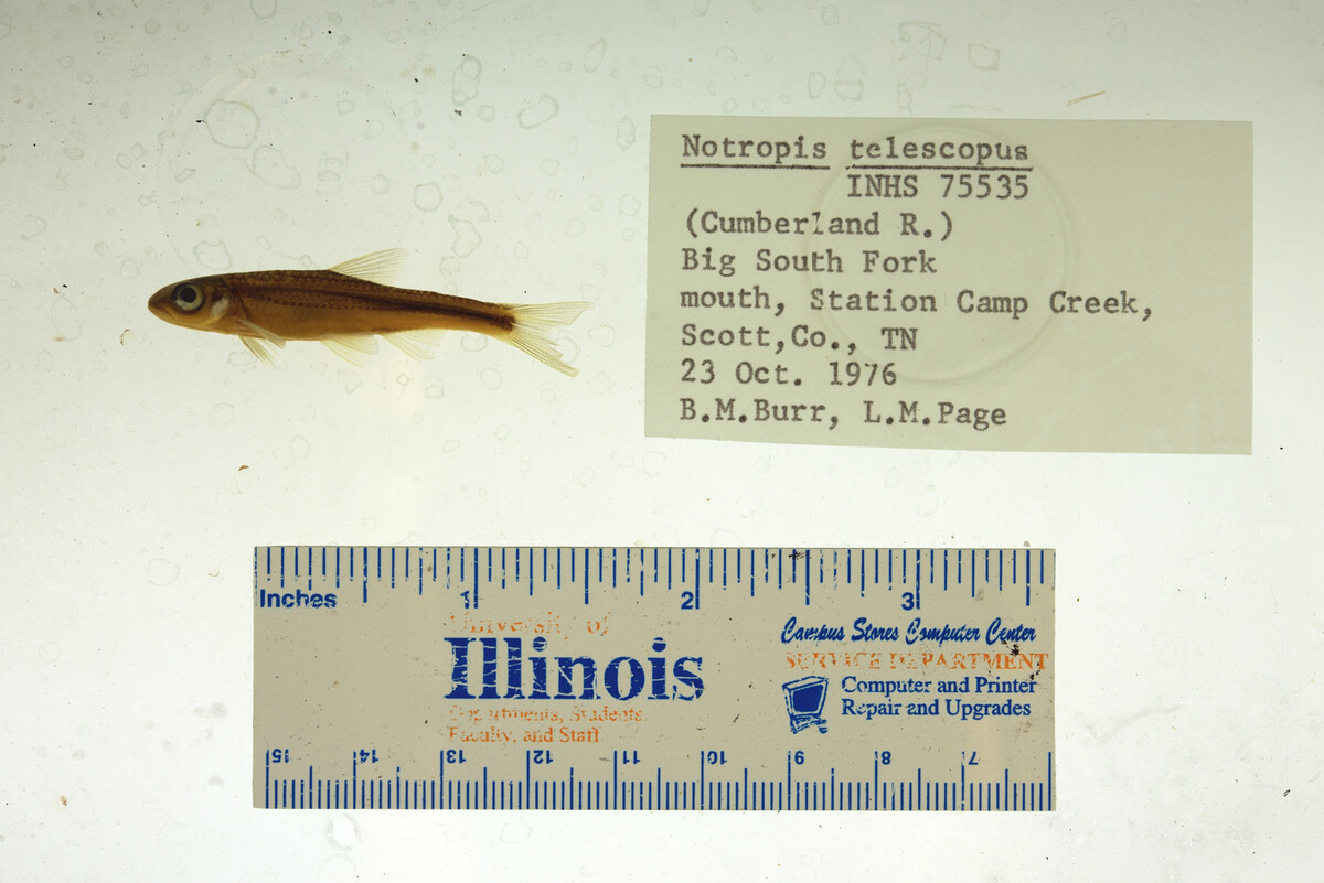 Notropis telescopus image