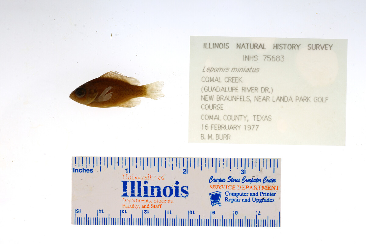 Lepomis miniatus image