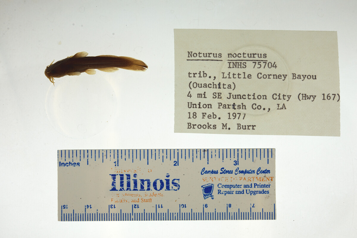 Noturus nocturnus image