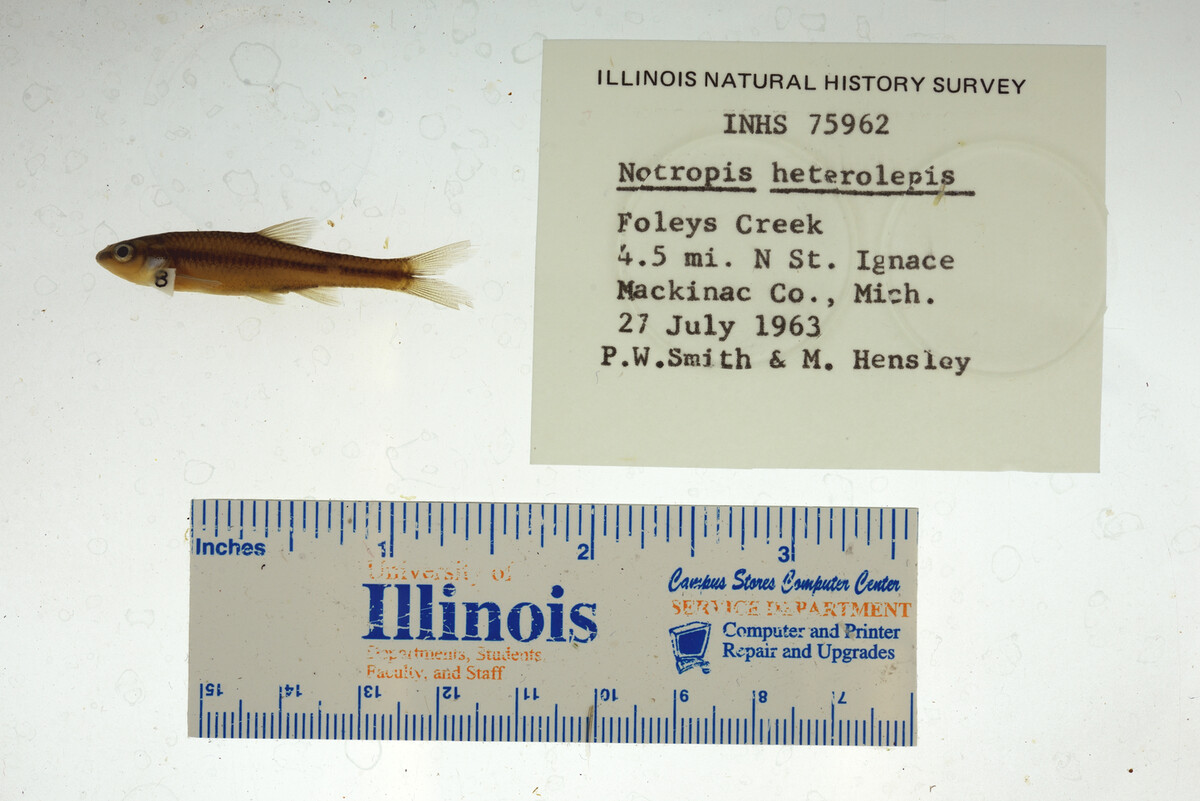 Notropis heterolepis image