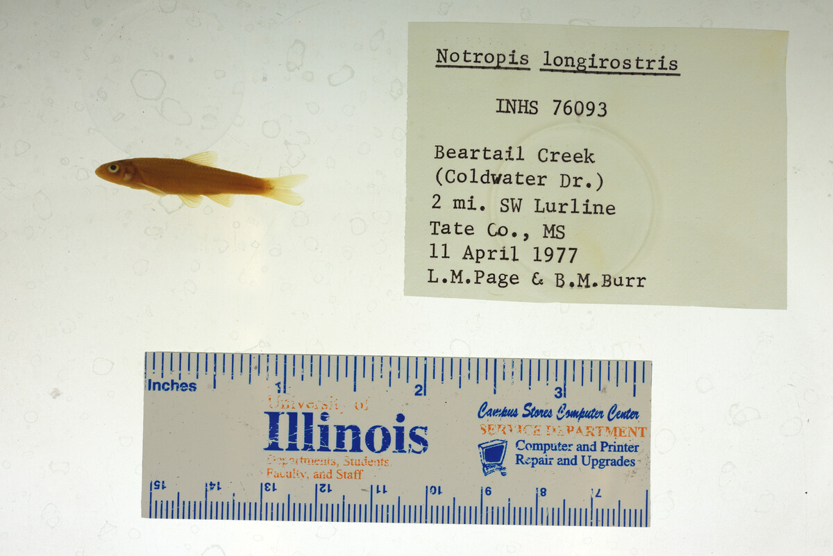 Notropis rafinesquei image