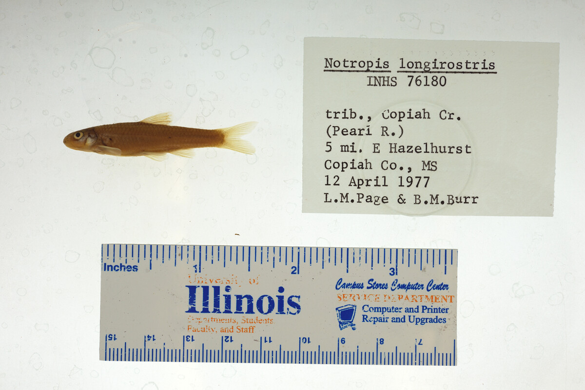 Notropis longirostris image