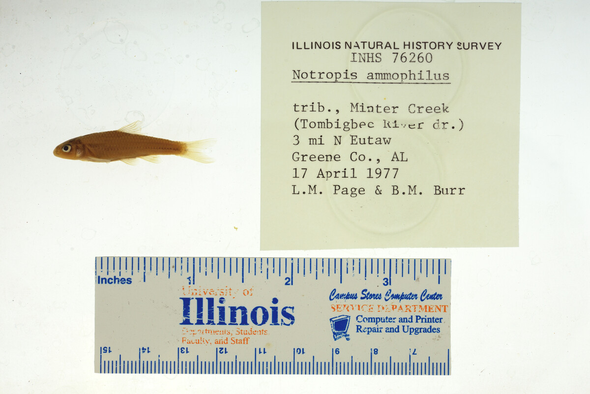 Notropis ammophilus image