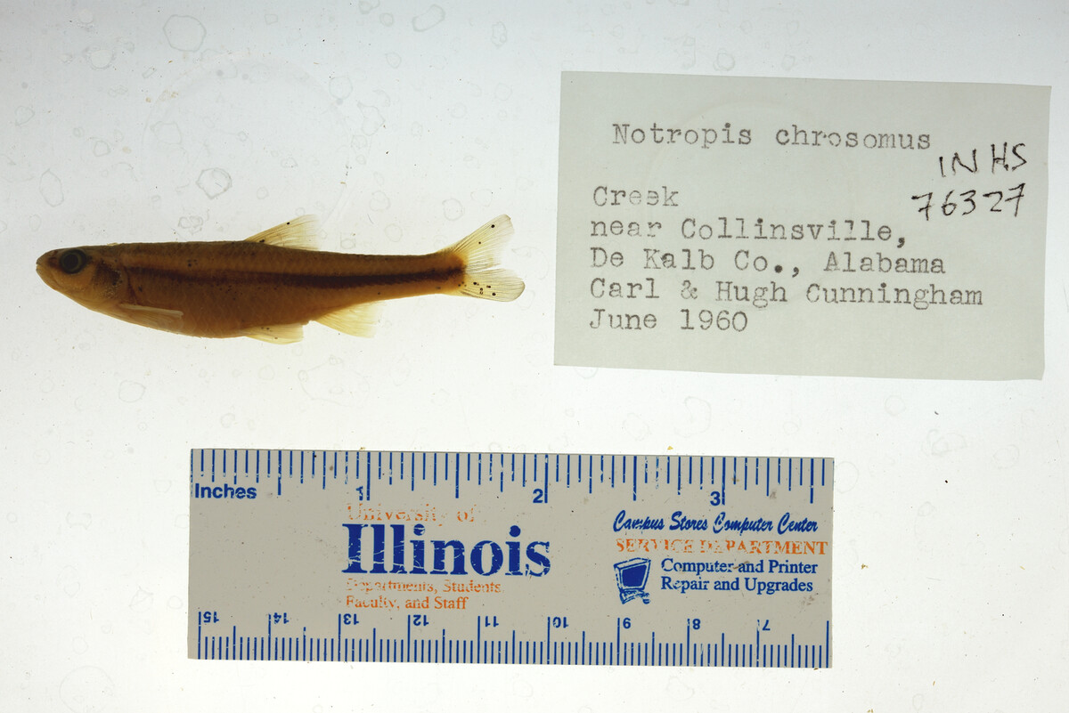 Notropis chrosomus image