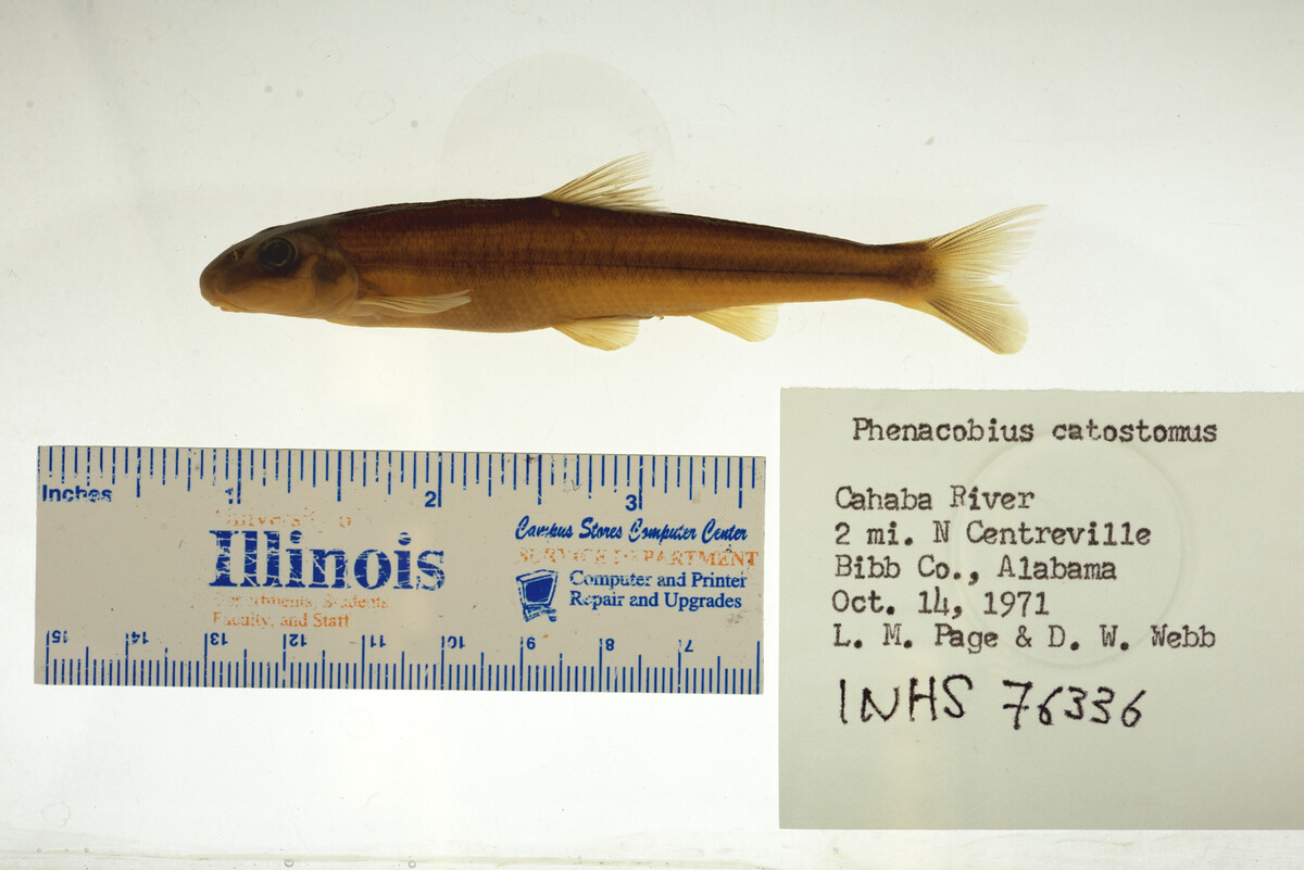Phenacobius catostomus image