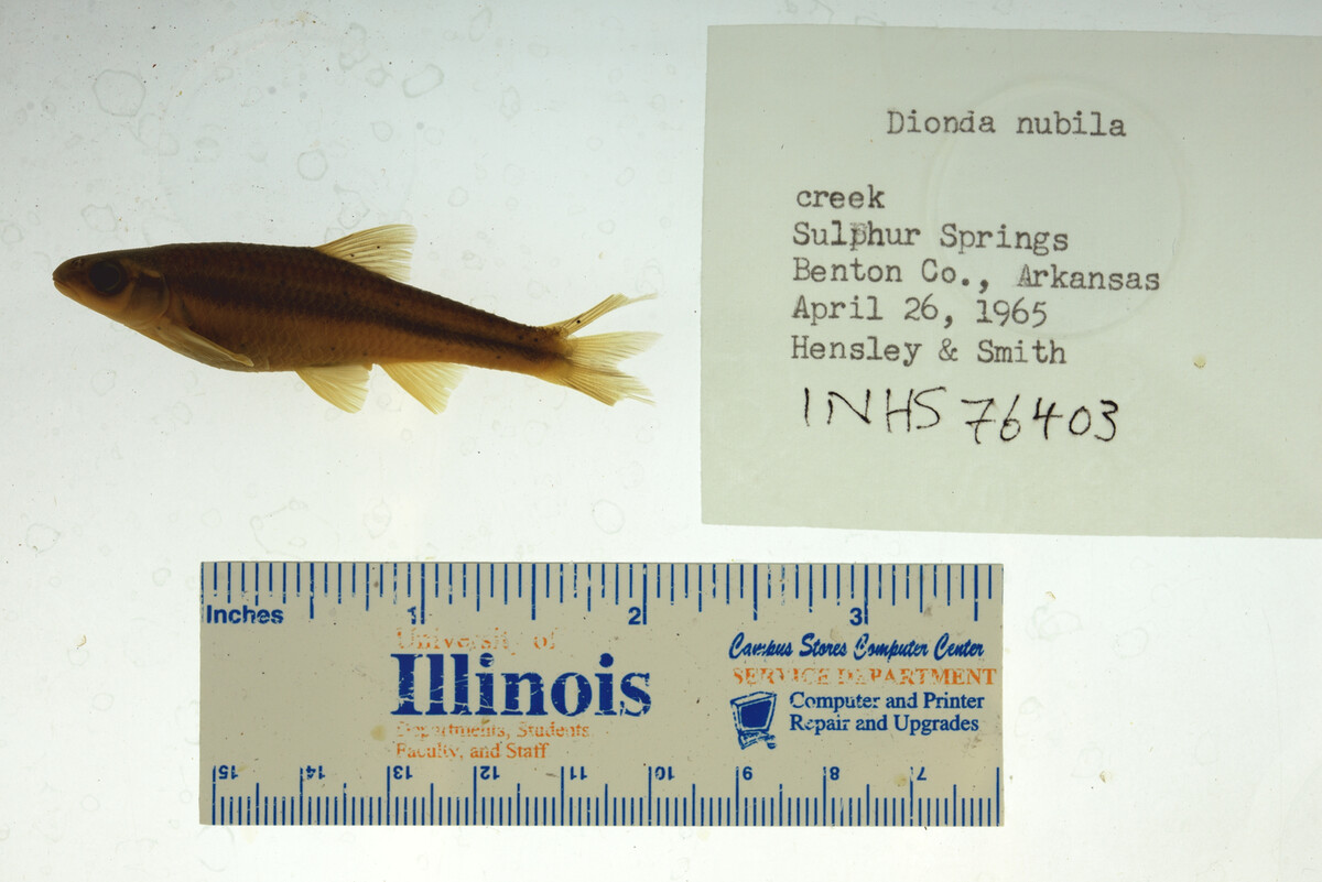 Notropis nubilus image