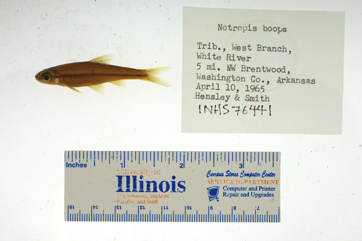 Notropis boops image