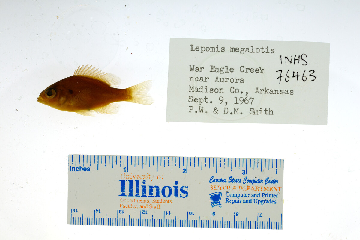 Lepomis megalotis image