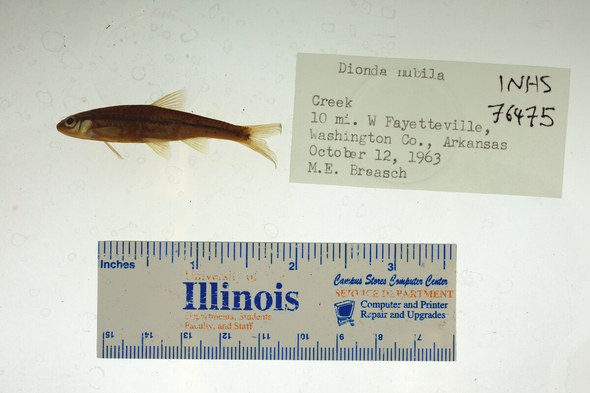 Notropis nubilus image