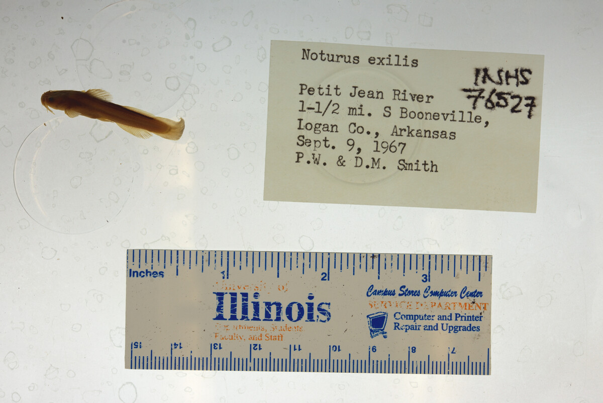 Noturus exilis image