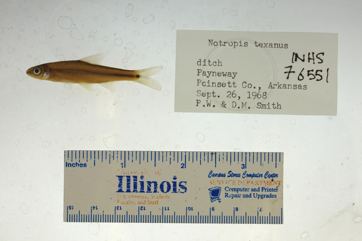 Notropis texanus image