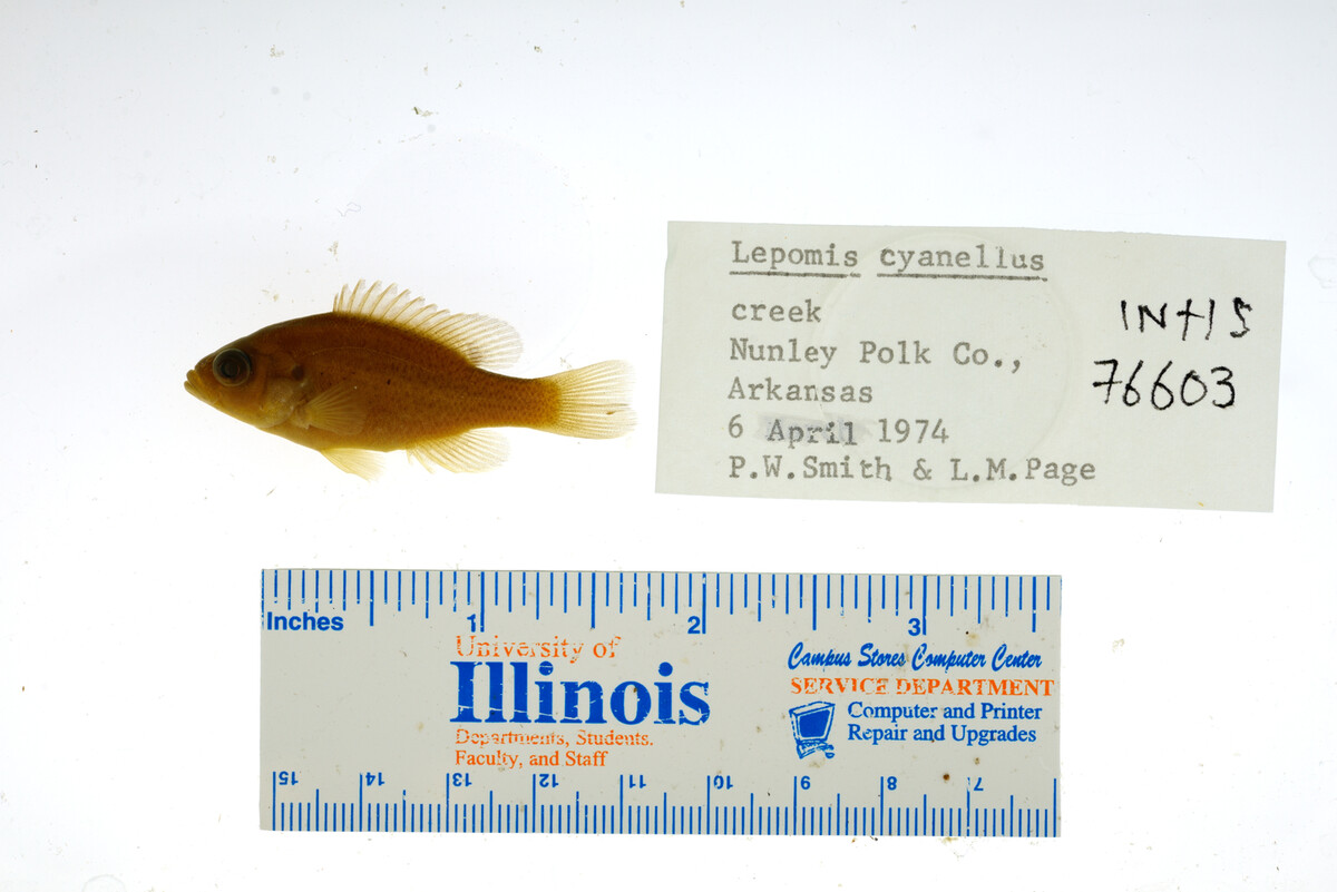 Lepomis cyanellus image