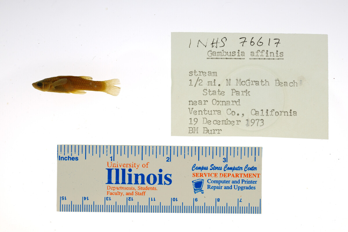 Gambusia affinis image
