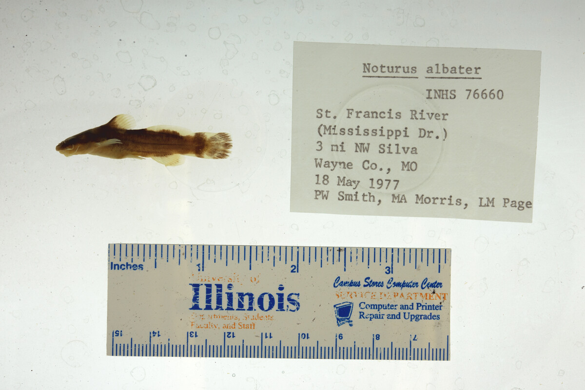 Noturus albater image