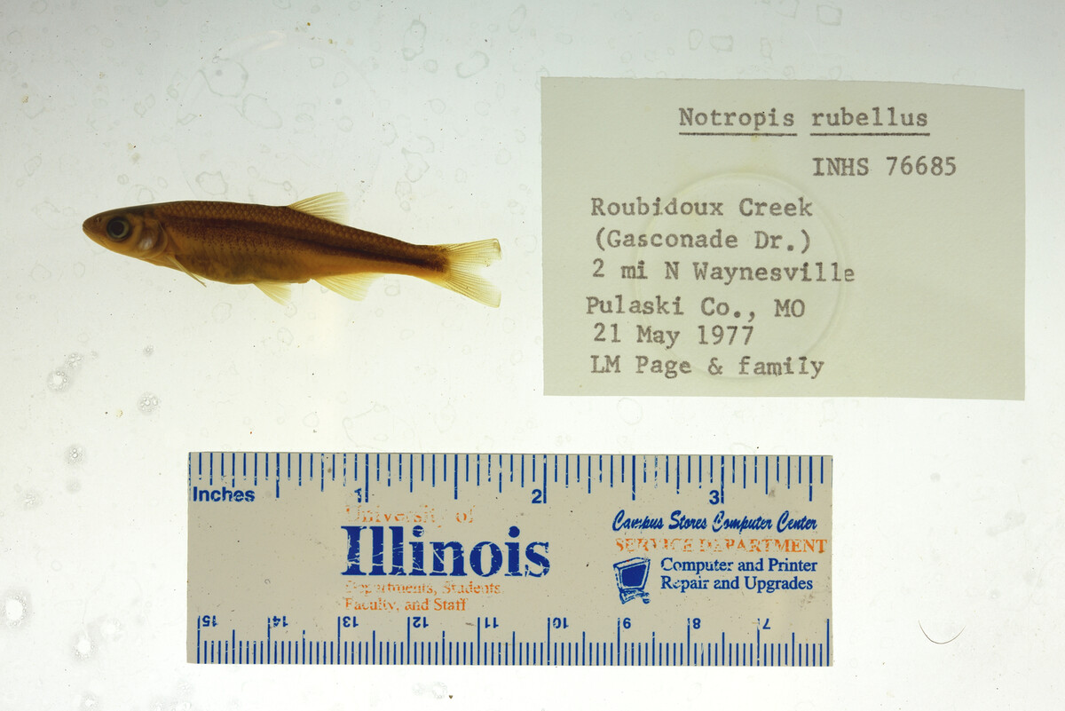 Notropis percobromus image