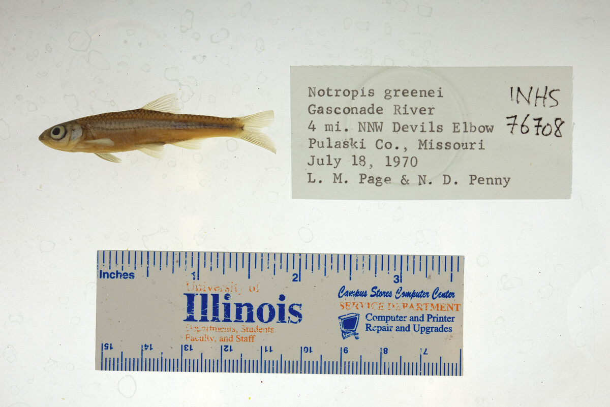 Notropis greenei image