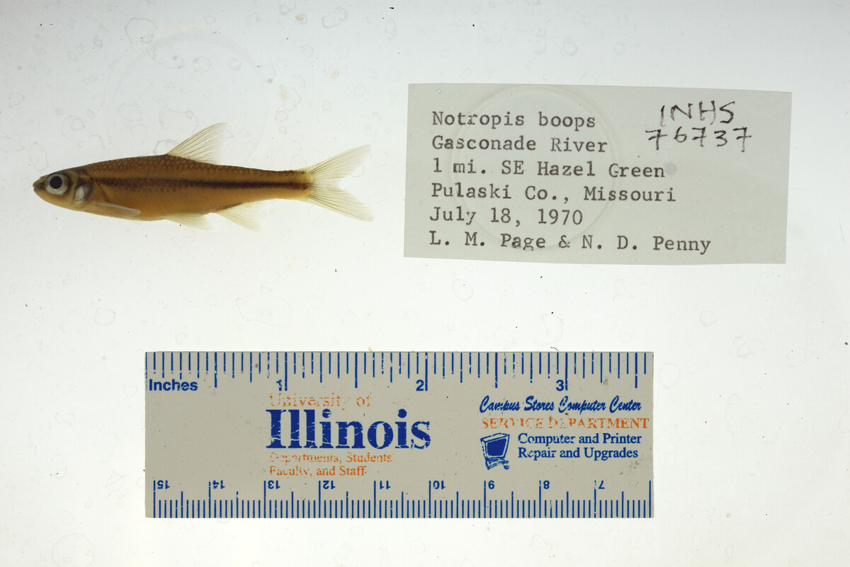 Notropis boops image