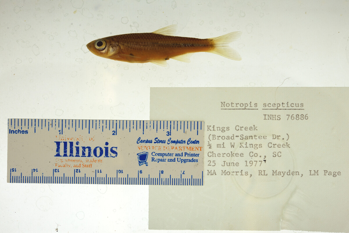 Notropis scepticus image