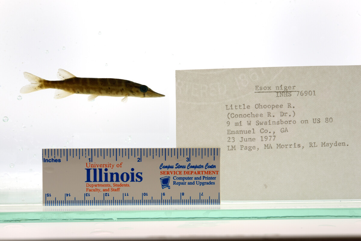 Esox niger image