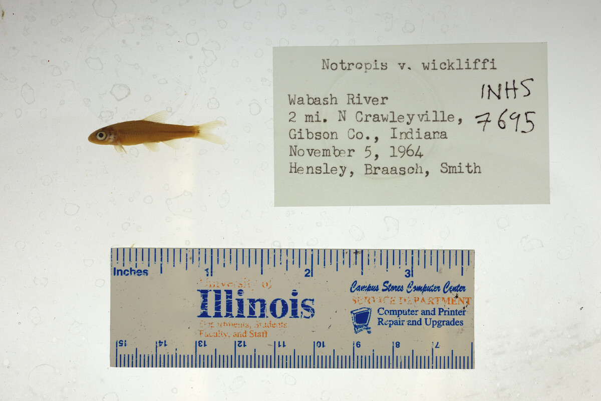 Notropis volucellus image