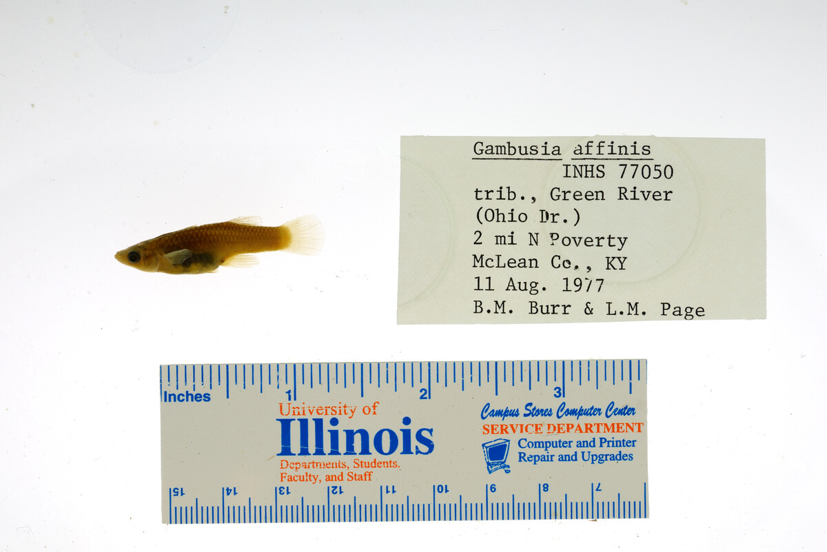 Gambusia affinis image