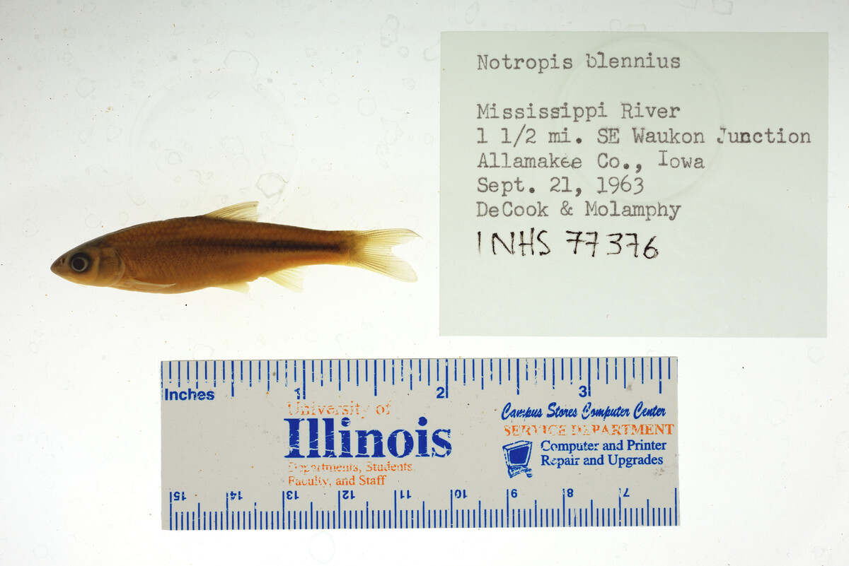 Notropis blennius image