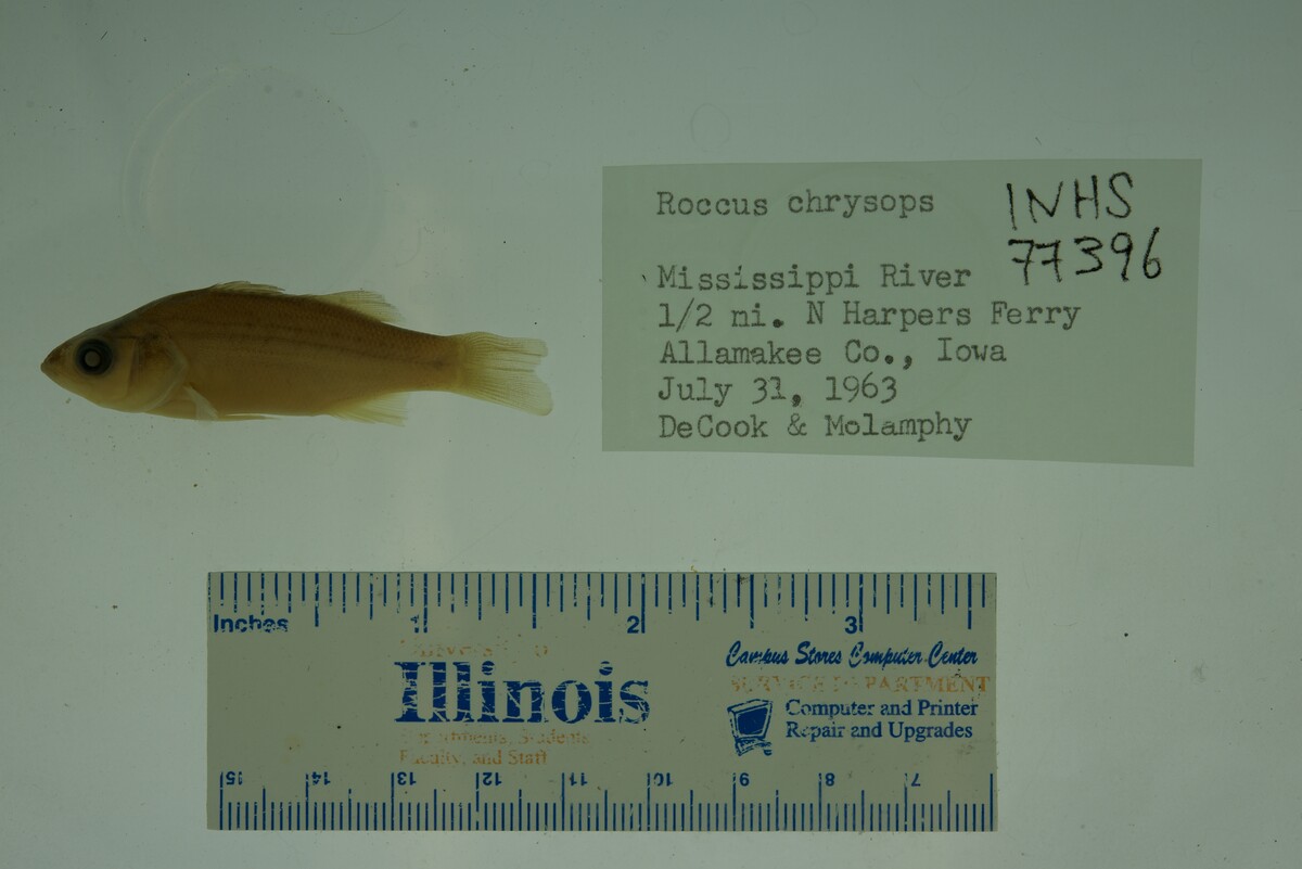 Morone chrysops image