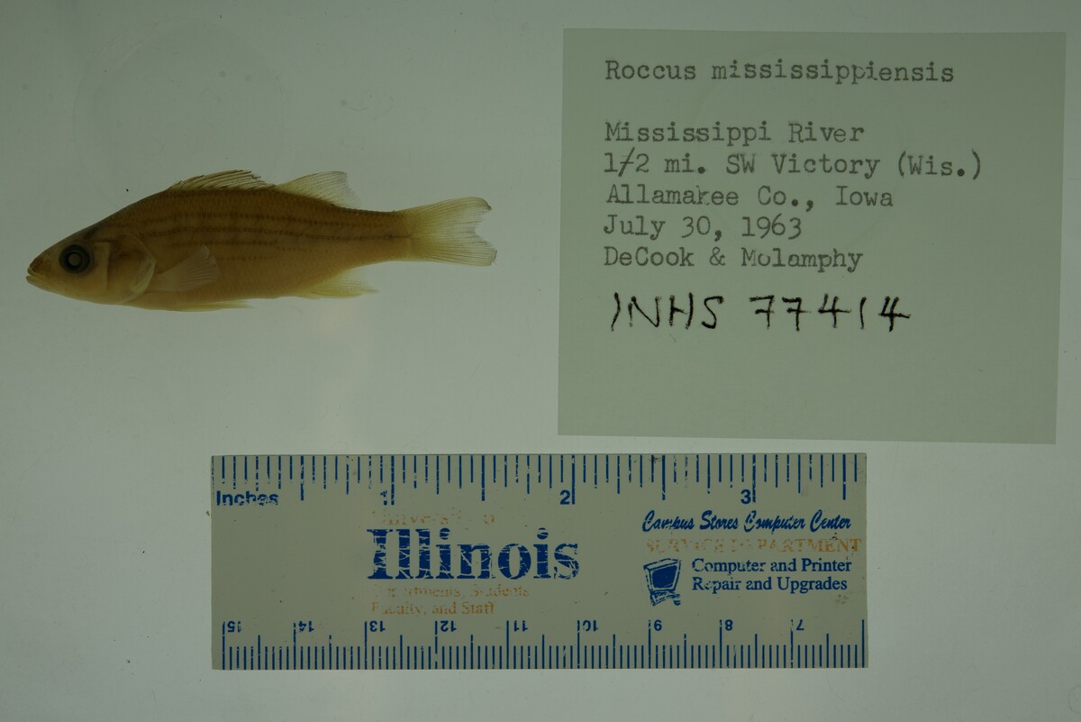 Morone mississippiensis image